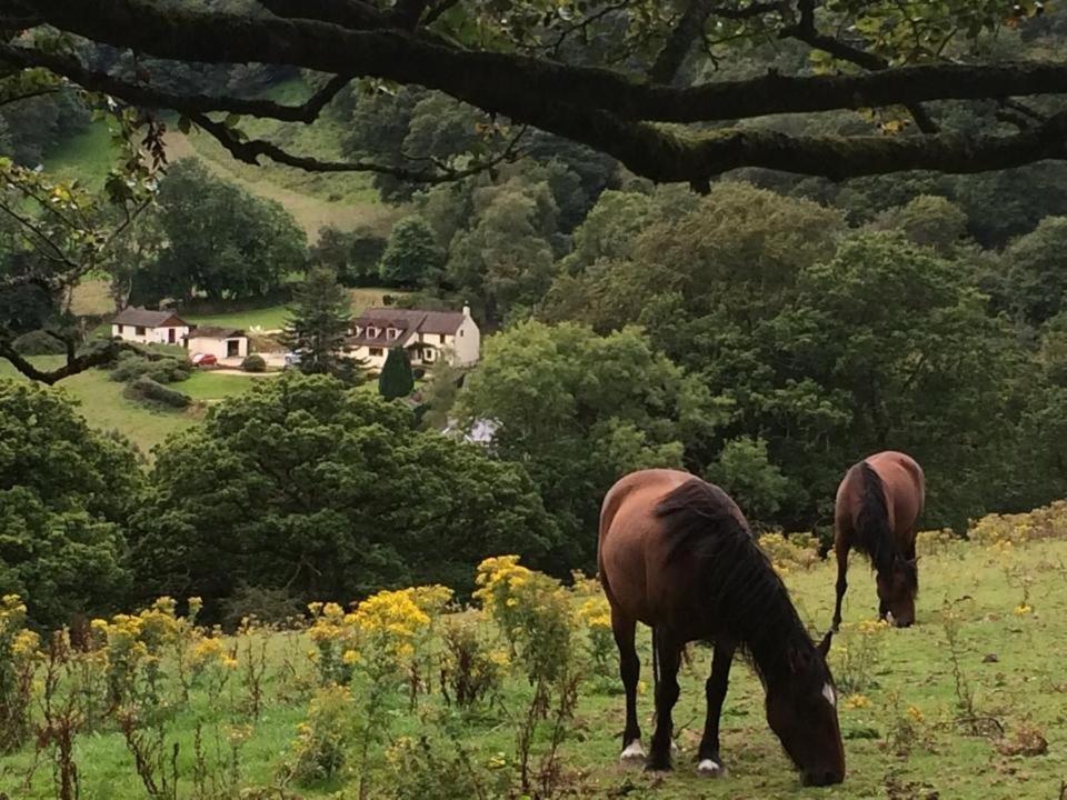 Ty Twt - Complete Holiday Home Llandysul Bagian luar foto